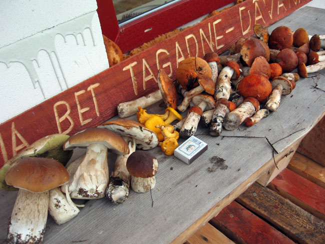 Sēņu raža rudenī