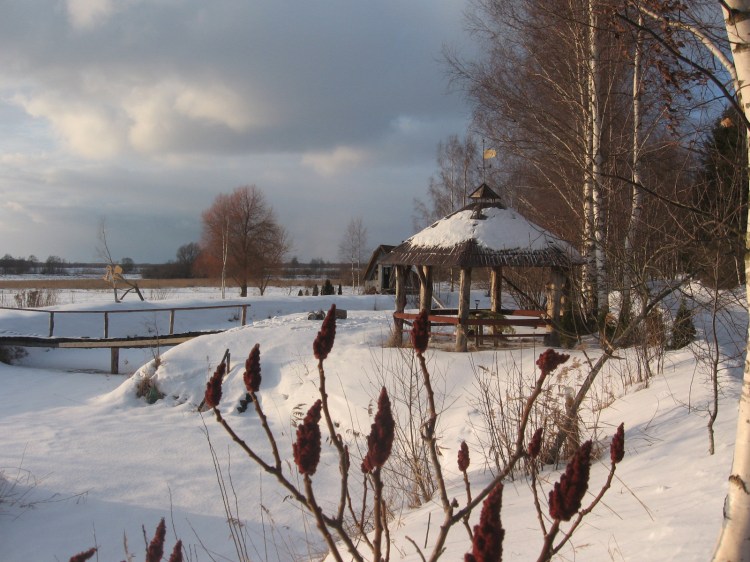 Lapene ziemas ainavā