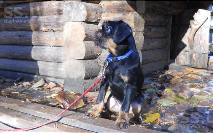 Guļbūve bez kaķējumiem