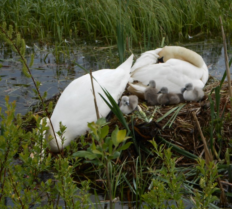 Gulbji ar mazuļiem Ulubeles dabas parkā