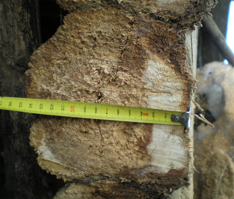 Guļbaļķu sienas mitruma ietekmē, 30 gadu ekspluatācijas laikā