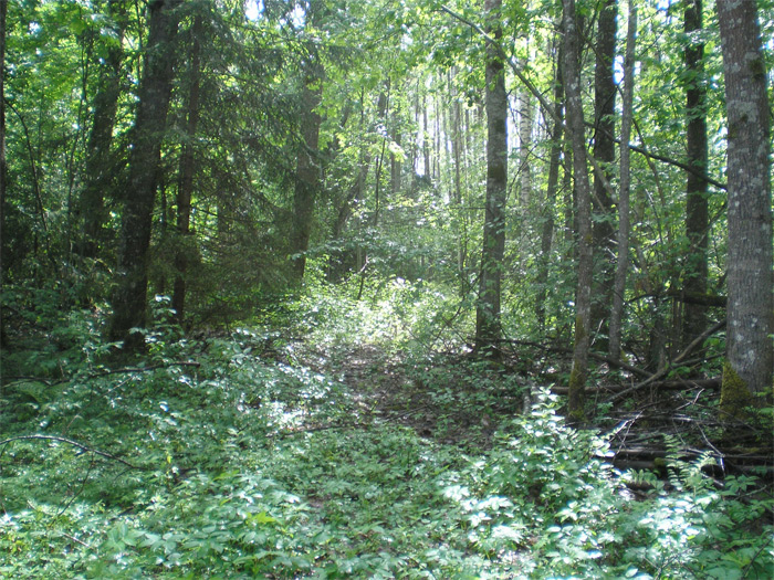 Dabas parks Ulubele