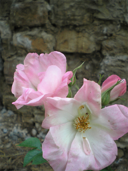 Ābeļu roze