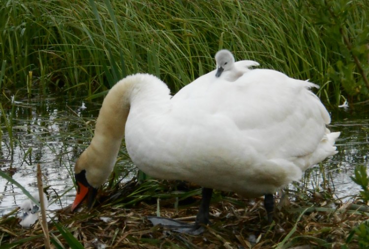 Gulbju mazuļi omulīgi iekārtojušies uz gulbju mātes muguras