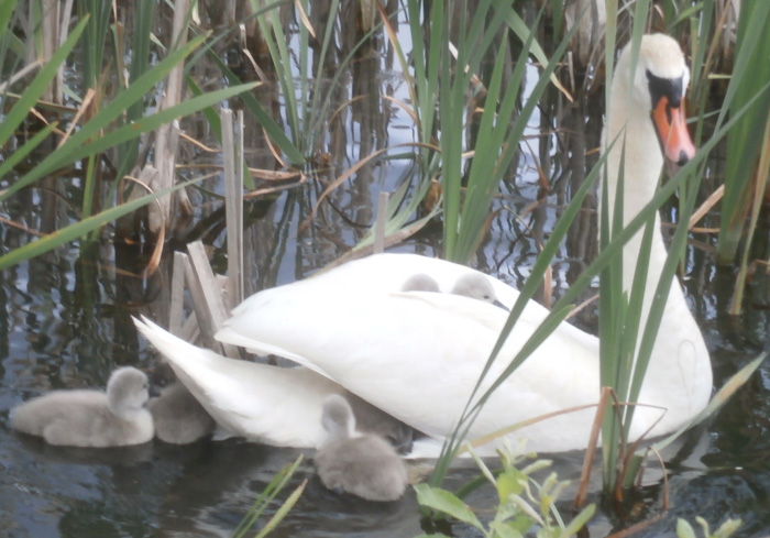 Gulbju mazuļi slēpjas gulbim uz muguras