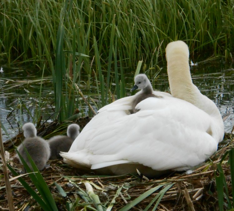 Gulbju mazuļi omulīgi iekārtojušies uz gulbju mātes muguras