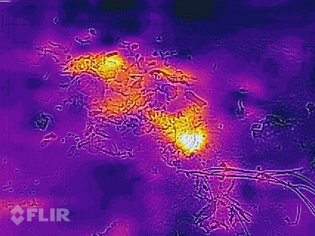 Komposta kaudzes termogrāfija - kaudzē noris kādi noslēpumaini procesi