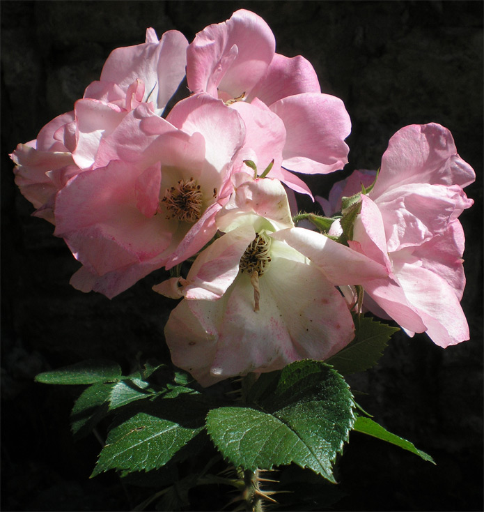 Rožu dārzs ar ķieģeļu arkām