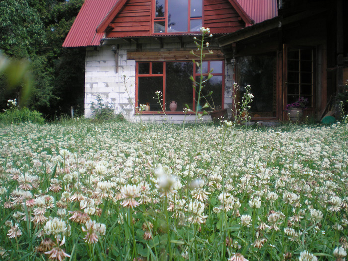 Baltais mauriņš, āboliņš