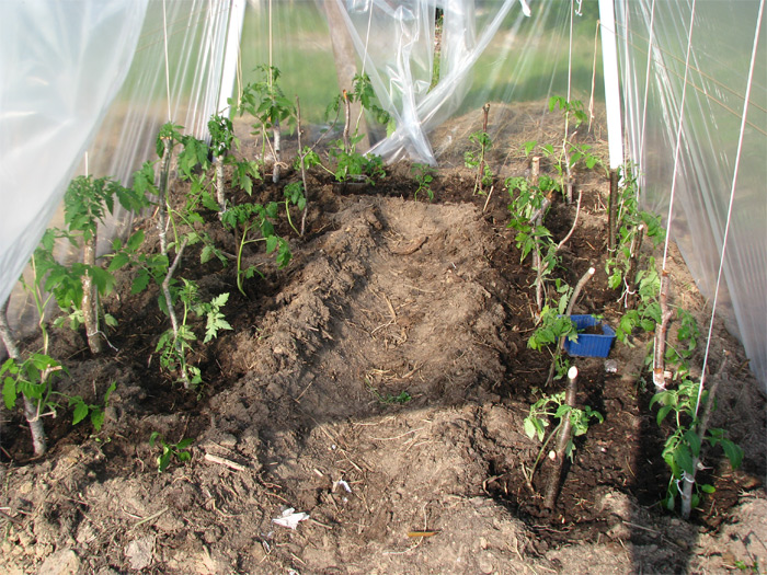 Paštaisīta pašbūvēta maza siltumnīca no metāla caurulēm