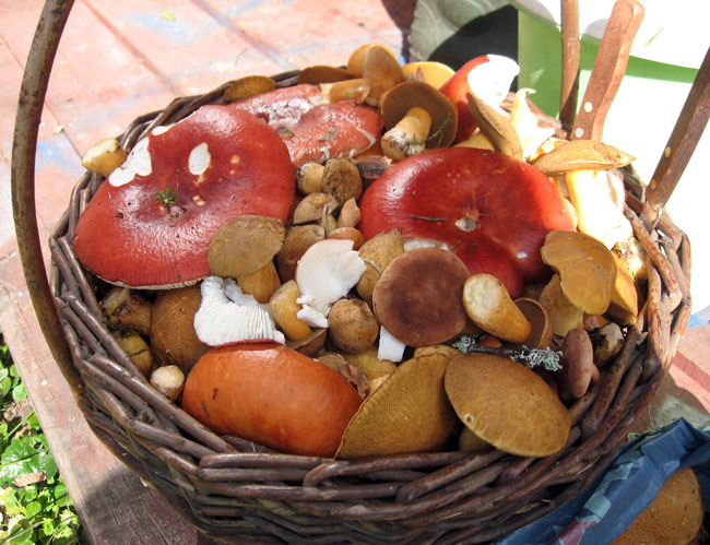 Sēņu raža rudenī